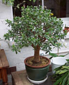 CrassulaOvataLH.jpg